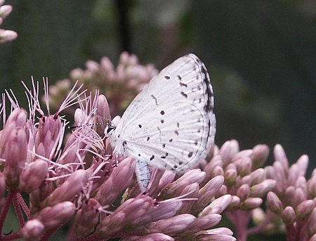 Summer Azure