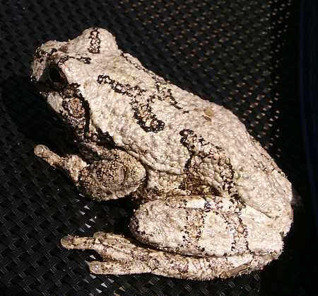 grey tree frog