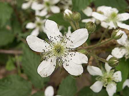 Bramble