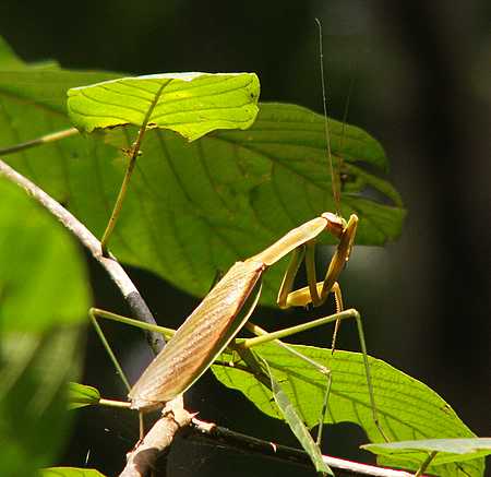 praying mantis