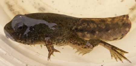 tadpole with front and back legs
