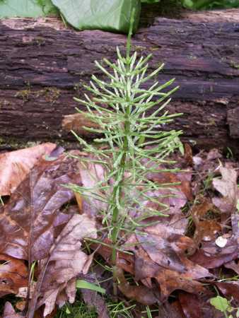 horsetail