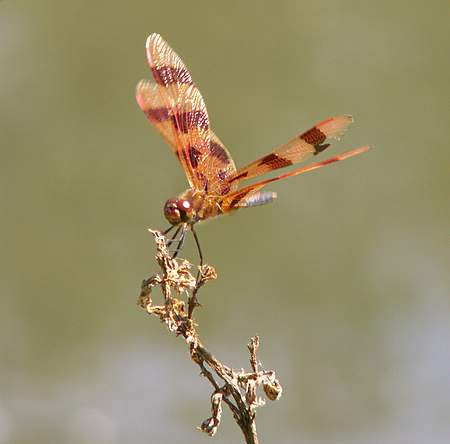 Halloween Pennant dragonfly