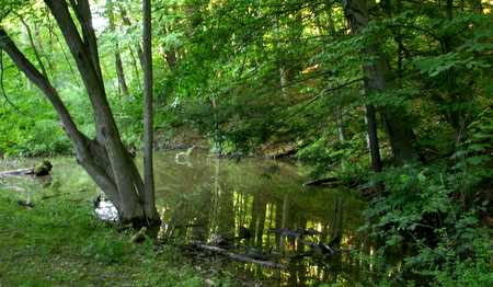 Vernal pond