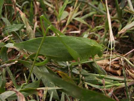 Katydid
