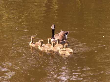 Canada goose and goslings