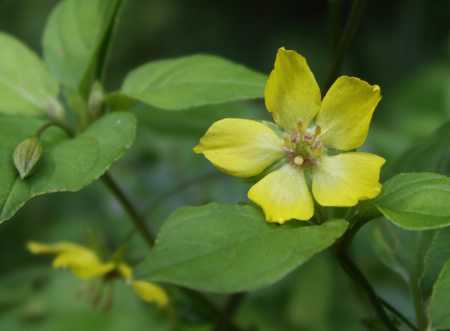 Fringed Loosestrife