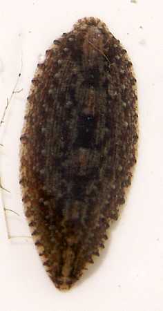 leech