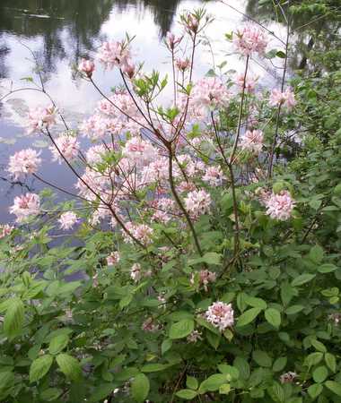 Pink Azalea