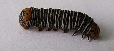 Caterpillar