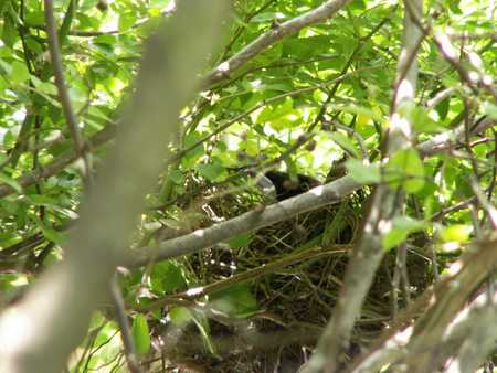 robin nesting