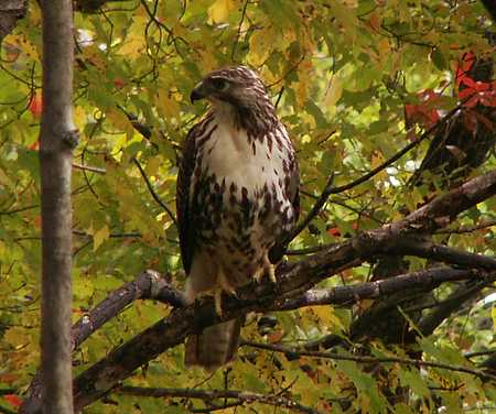 Immature Red-Tailed Hawk