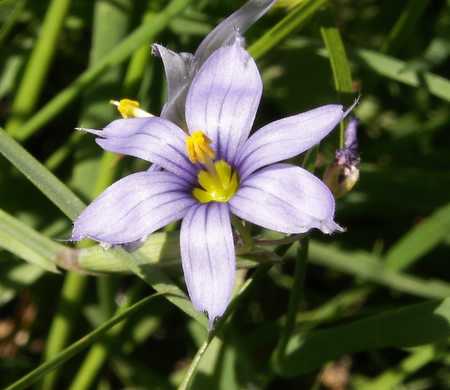 Blue-Eyed Grass