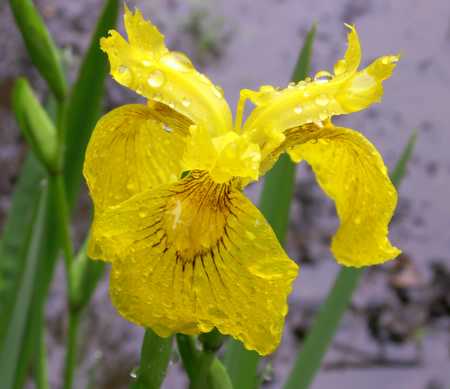 yellow flag