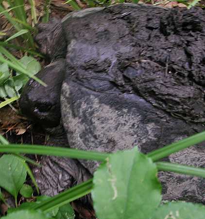 Close-up of snapping turtle