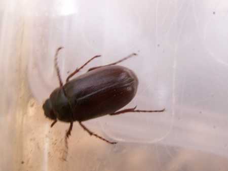 Beetle