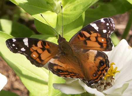 American lady butterfly