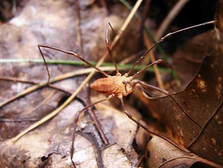 Daddy long legs