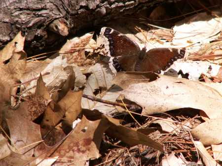 Morning cloak butterfly
