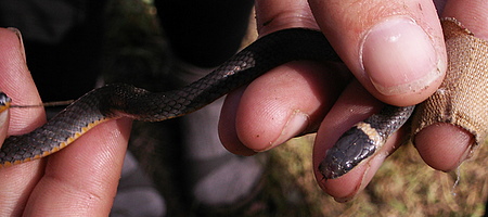 Rign-Necked Snake