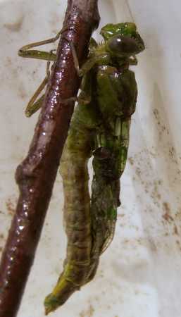 dragonfly emerging