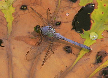 Blue Dasher