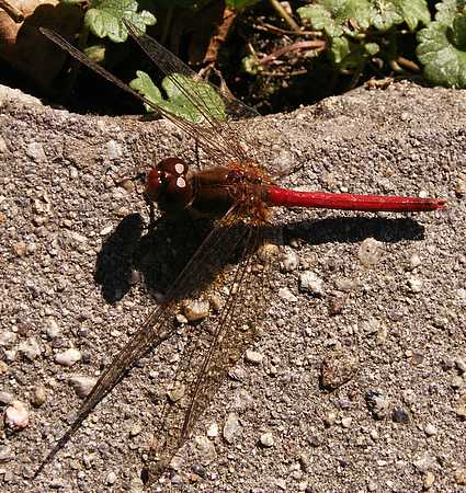 yellow-legged Meawdowhawk