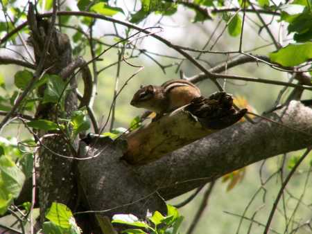 chipmunk.jpg