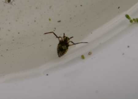 backswimmer
