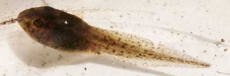 tadpole