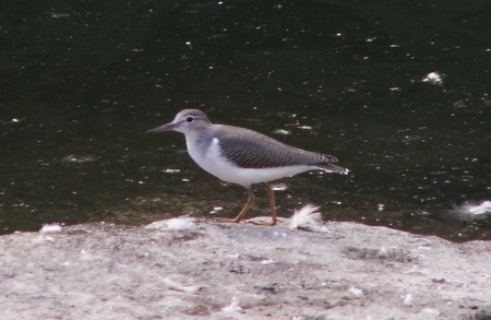Spotted Sandpiper