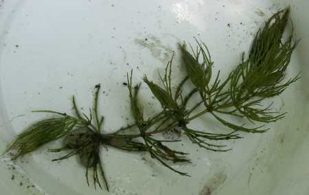 water-plant elodea