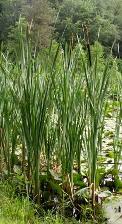 Cattails
