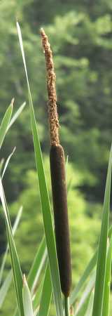 Cattail flower