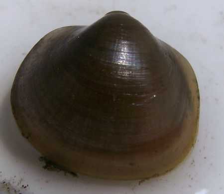 papershell clam