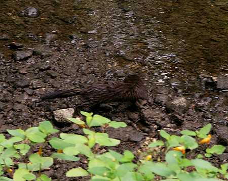 Mink