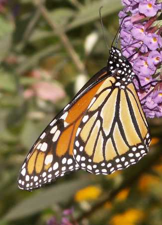 Monarch butterfly side view