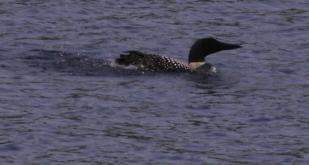 Common Loon