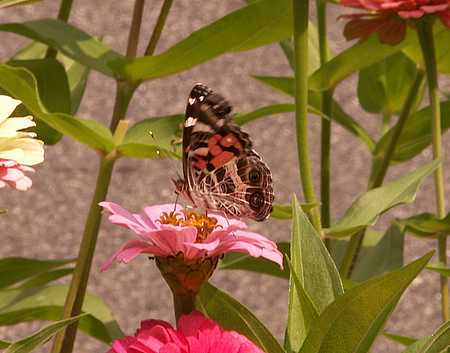 American lady butterfly underwing