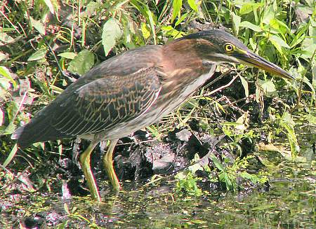 green heron