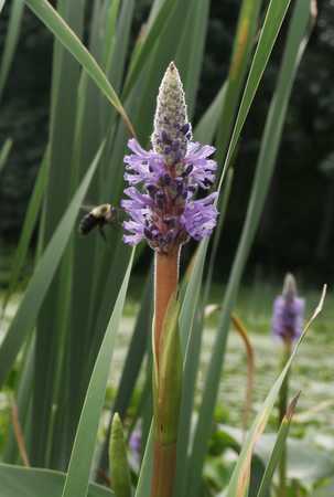 pickerelweed