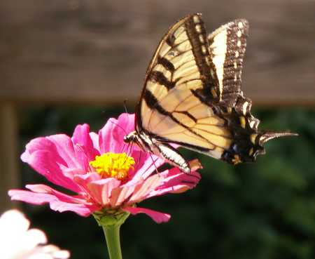 Eastern Tiger Swallowtail