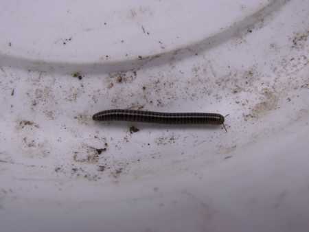 Millipede