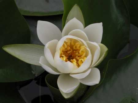 Lily