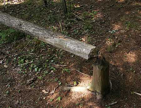 Beaver