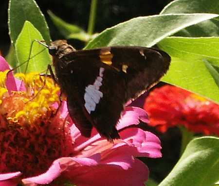 Silver-Spotted Skipper