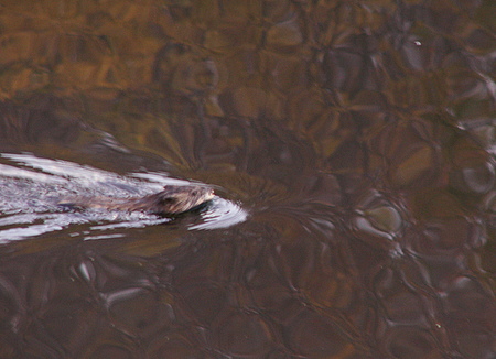 Beaver