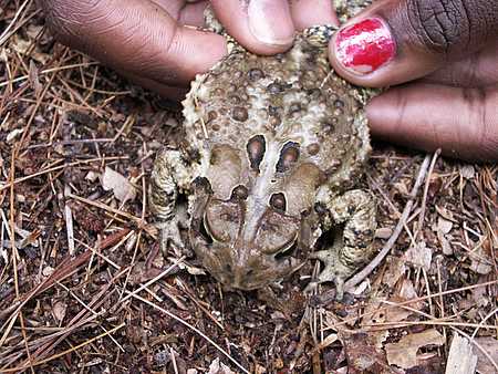 toad
