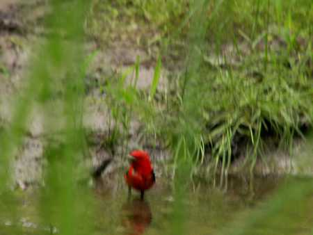 tanager taking bath