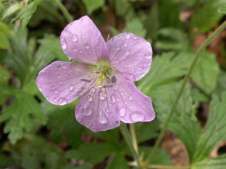 geranium.jpg